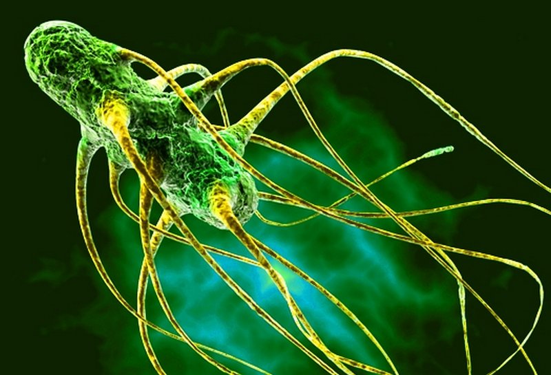 сальмонеллез